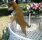 Shiba inu štěňata