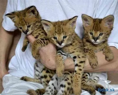 Savannah koťata na prodej