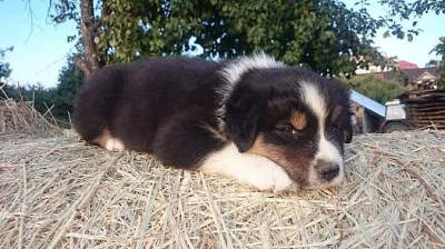 Australský ovčák s PP