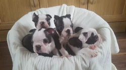 Štěňata Boston terrier
