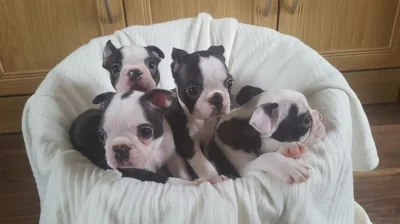 Štěňata Boston terrier