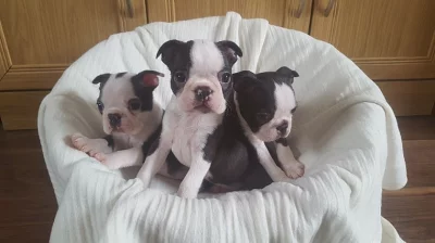 Štěňata Boston terrier