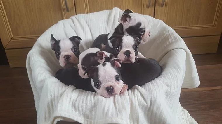 Štěňata Boston terrier