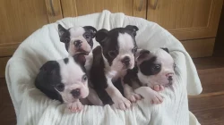 Štěňata Boston terrier