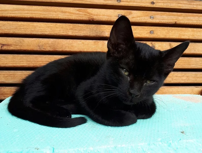 Daruji dvě koťátka :o)