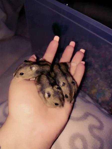 Daruji mláďata křečka džungarského