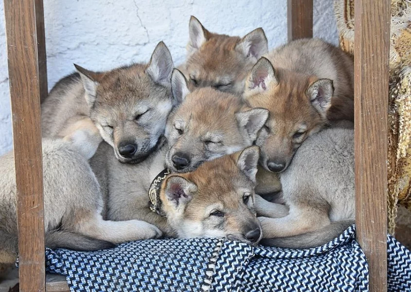 ČSV - Československý vlčák