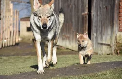 ČSV - Československý vlčák