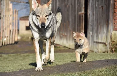 ČSV - Československý vlčák