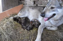 ČSV - Československý vlčák