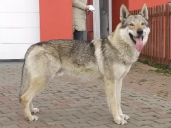 ČSV - Československý vlčák