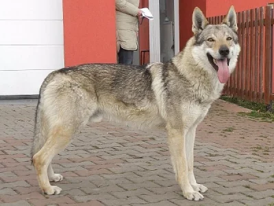 ČSV - Československý vlčák