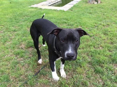 Prodám štěně Staforda bez PP