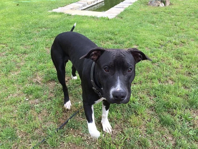 Prodám štěně Staforda bez PP