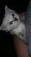 Ragdoll kočička