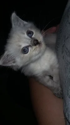 Ragdoll kočička