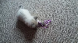 Ragdoll kočička