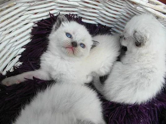Ragdoll kočička