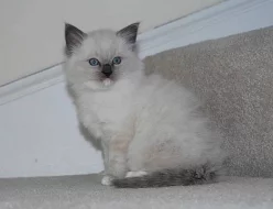 Ragdoll kočička