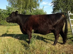 Prodám plemenného býka Galloway