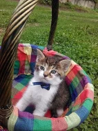 Daruji krásná koťátka