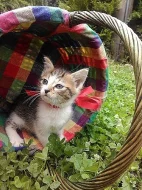 Daruji krásná koťátka