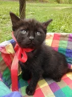 Daruji krásná koťátka