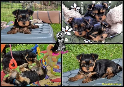 Štěňátka s PP FCI – Jorkšírský teriér