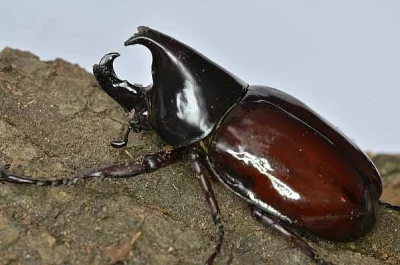 Nosorožík Xylotrupes gideon