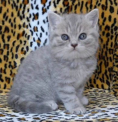 Britská modrá tečkovaná koťátka s PP