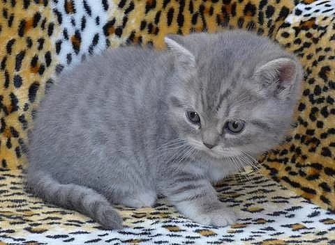 Britská modrá tečkovaná koťátka s PP