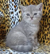 Britská modrá tečkovaná koťátka s PP