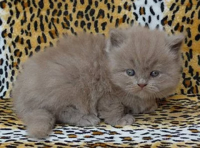 Britský lilový dlouhosrstý kocourek s PP