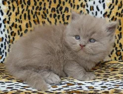 Britský lilový dlouhosrstý kocourek s PP