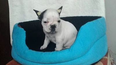 francouzský buldoček