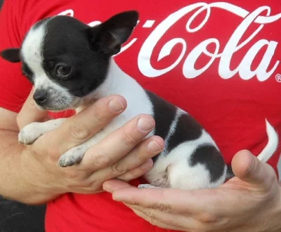 Čivava krátkosrstá