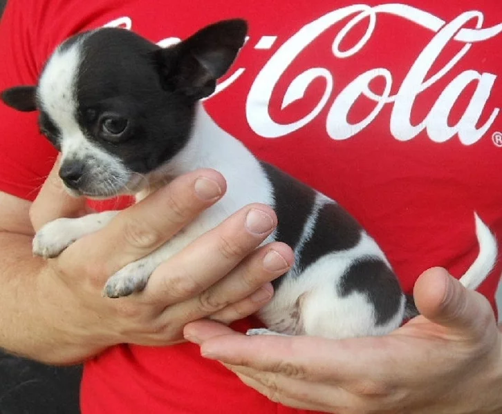 Čivava krátkosrstá