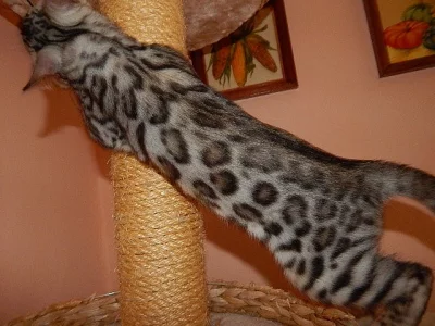 Bengálská koťátka s PP-  prodám