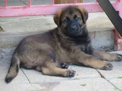 Německý ovčák štěňata