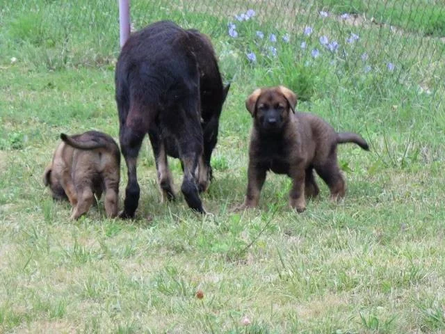 Německý ovčák štěňata