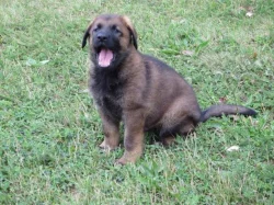 Německý ovčák štěňata