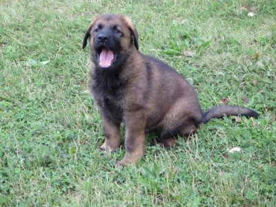 Německý ovčák štěňata