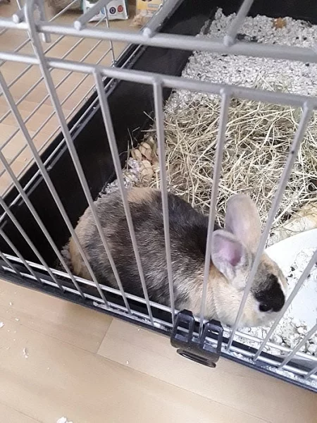 Daruji cernozlateho kralicka