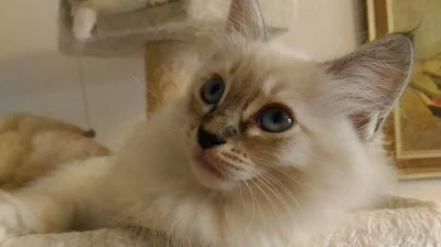 Ragdoll koťátka s PP odběr od 11.srpna.