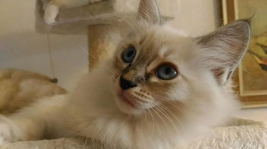 Ragdoll koťátka s PP odběr od 11.srpna.