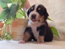 Veľký švajčiarsky salašnícky pes