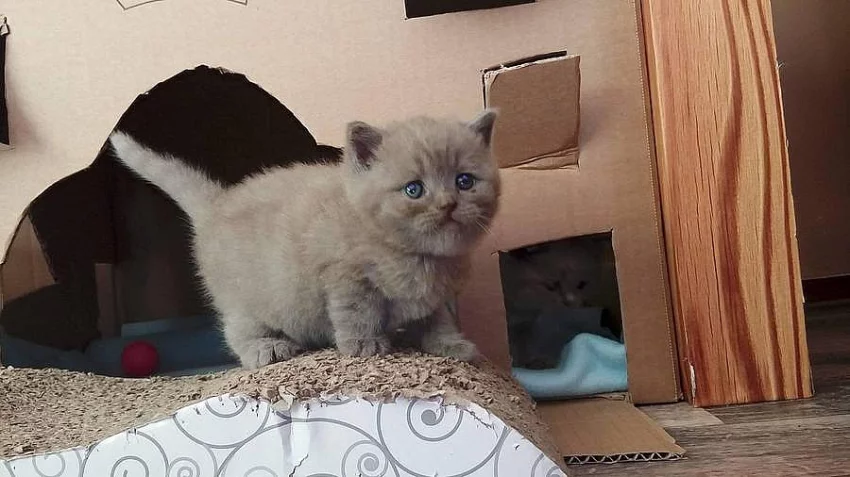 kocourek BRITSK7-LILA bez PP