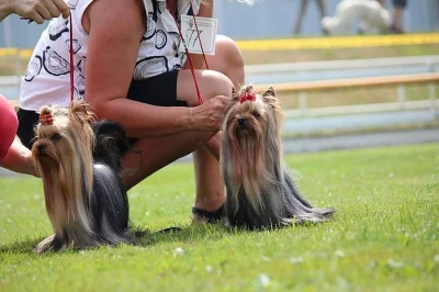 Jorkšírský teriér s PP