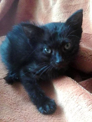 OPUŠTĚNÉ KOŤÁTKO HLEDÁ NOVÝ DOMOV