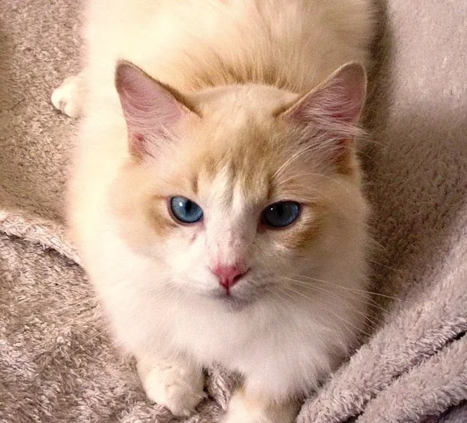 Chovný Ragdoll kocourek